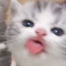 meomeo