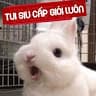 bánh gạo Cá thích ăn