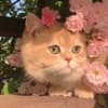 _hnath.oha_
